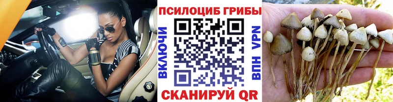 где найти наркотики  Глазов  Псилоцибиновые грибы Psilocybe 